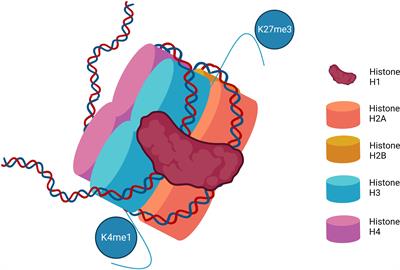 Epigenetics in myeloproliferative neoplasms